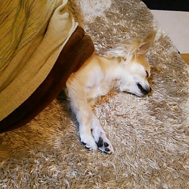 nob0309さんの実例写真