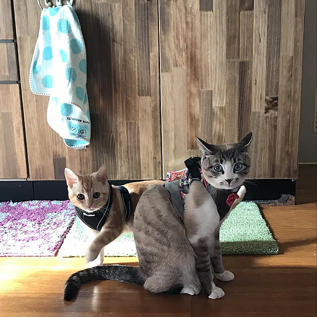 rasuさんの実例写真