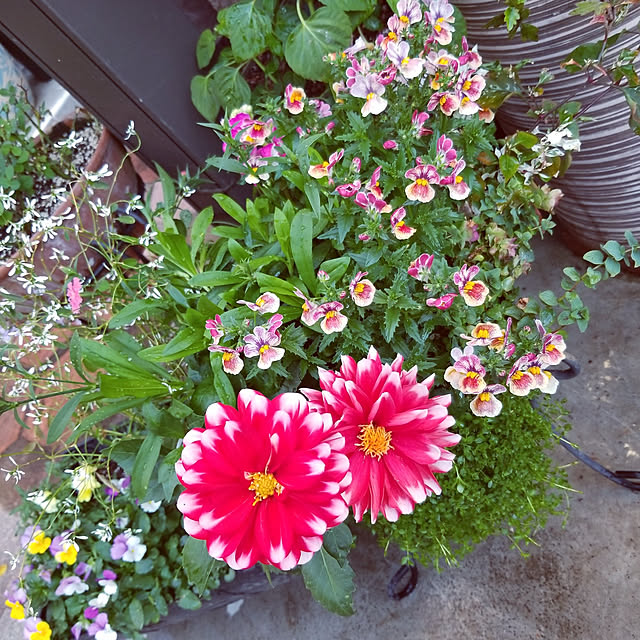 mimi828さんの実例写真