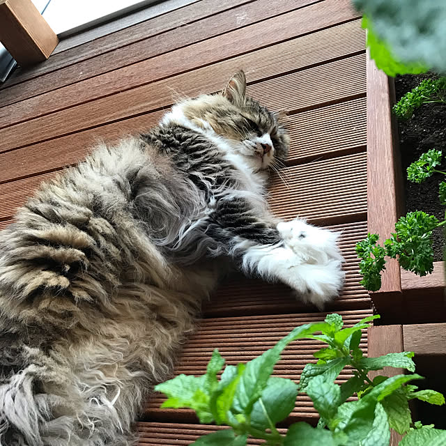 micさんの実例写真