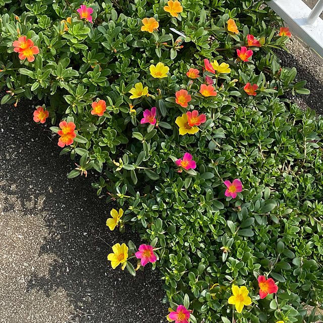 emikoさんの実例写真