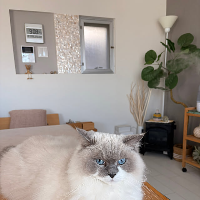 safariさんの実例写真