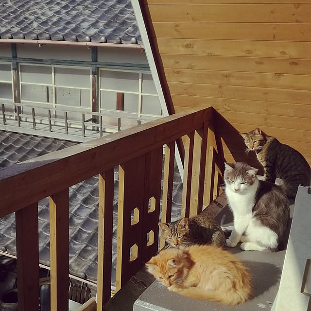 Maki-nekomamireさんの実例写真