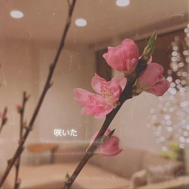 Naho-katie.Sさんの実例写真