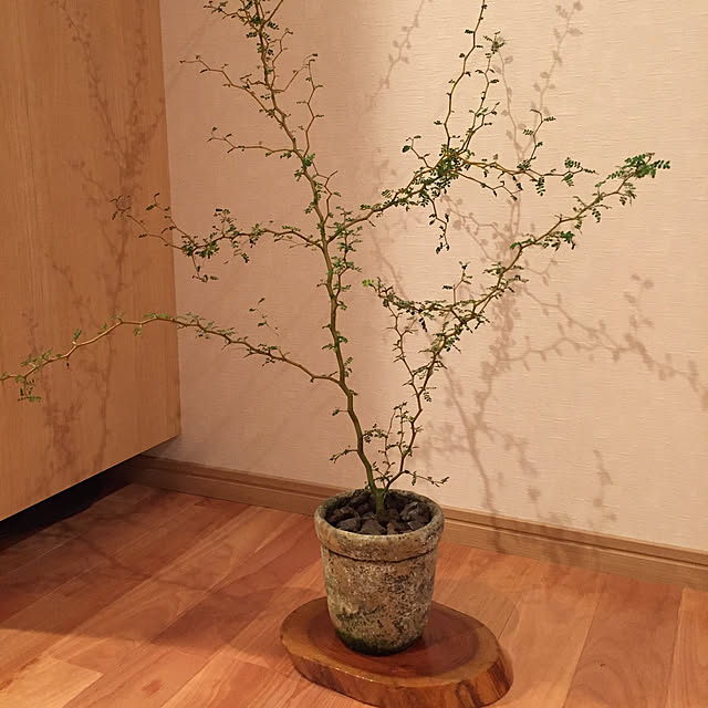 u-sanさんの実例写真