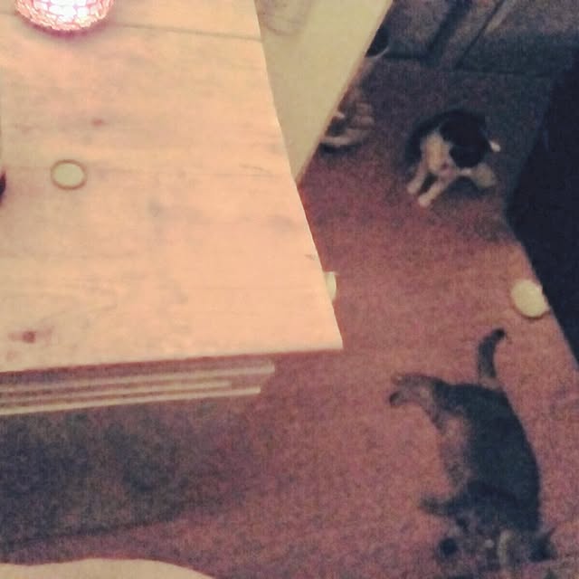 catloveさんの部屋