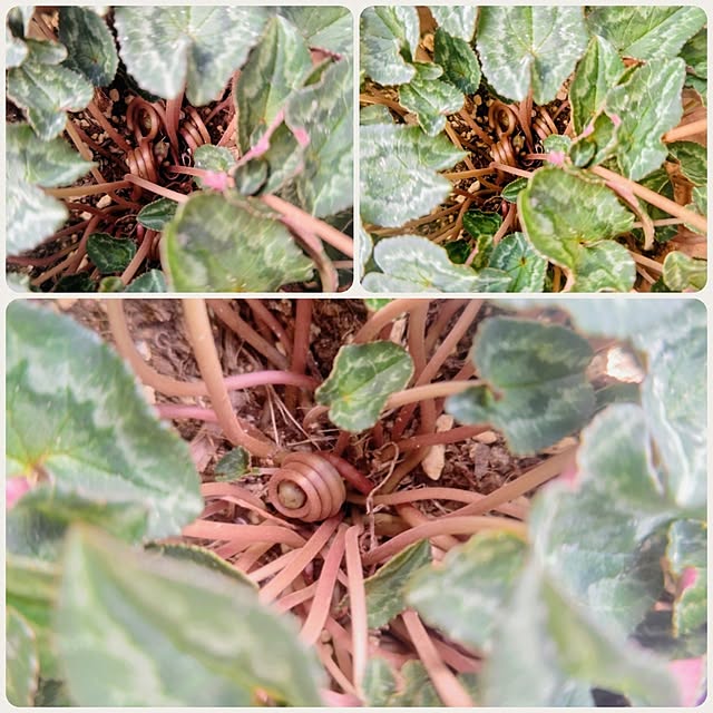 YuriYuriさんの部屋