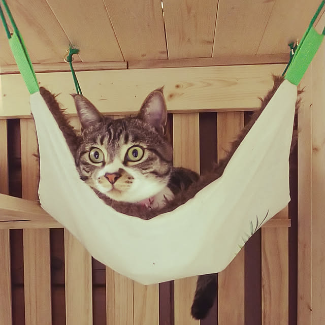 Mikiさんの実例写真