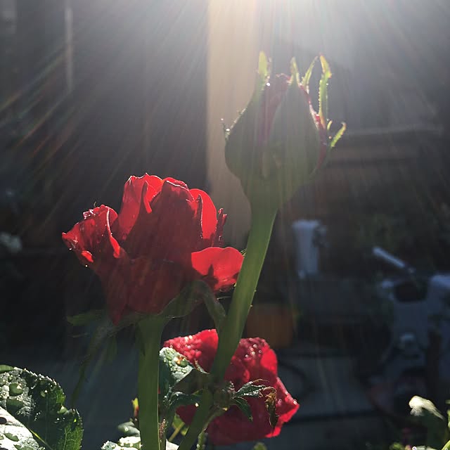 niconさんの実例写真