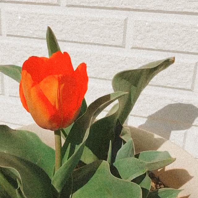 hiilinoさんの実例写真