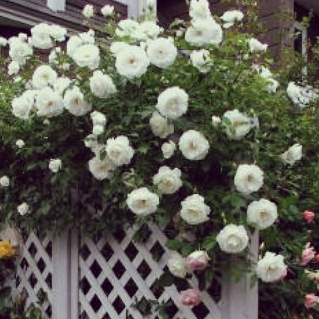 angelrose.yuuさんの実例写真