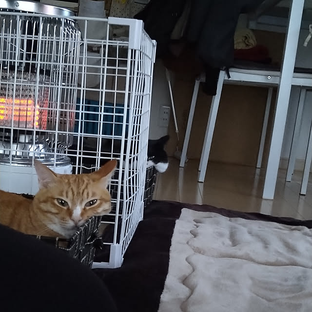 koromaroさんの実例写真