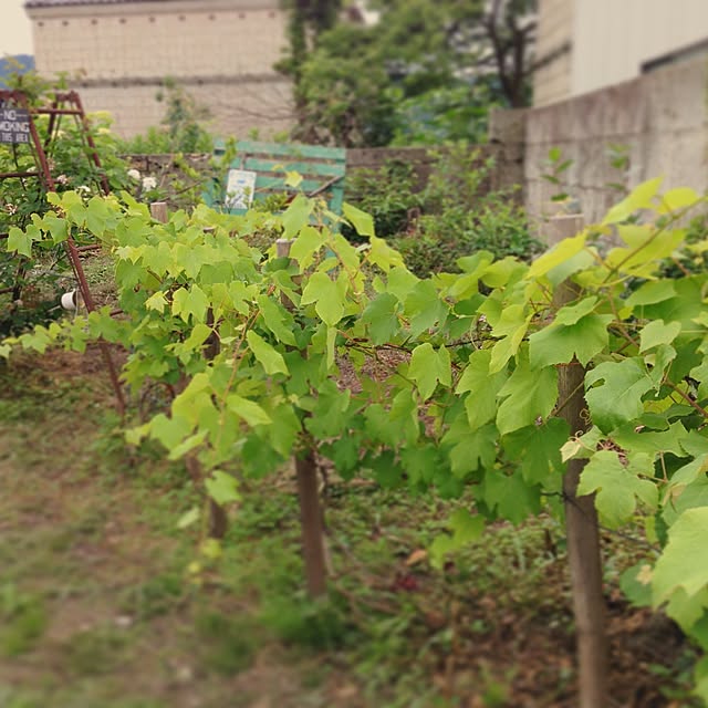 TOROさんの実例写真