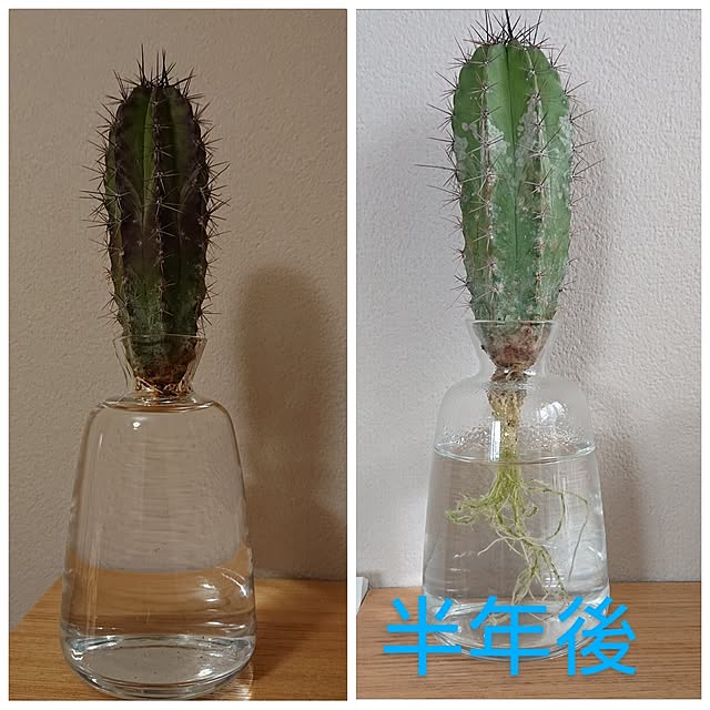 otokiさんの実例写真