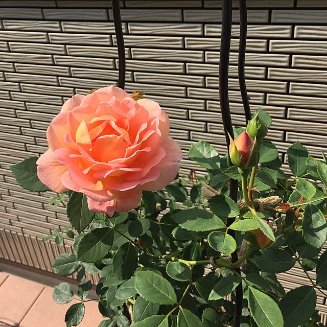 nonさんの実例写真
