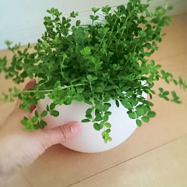 Toshikoさんの実例写真