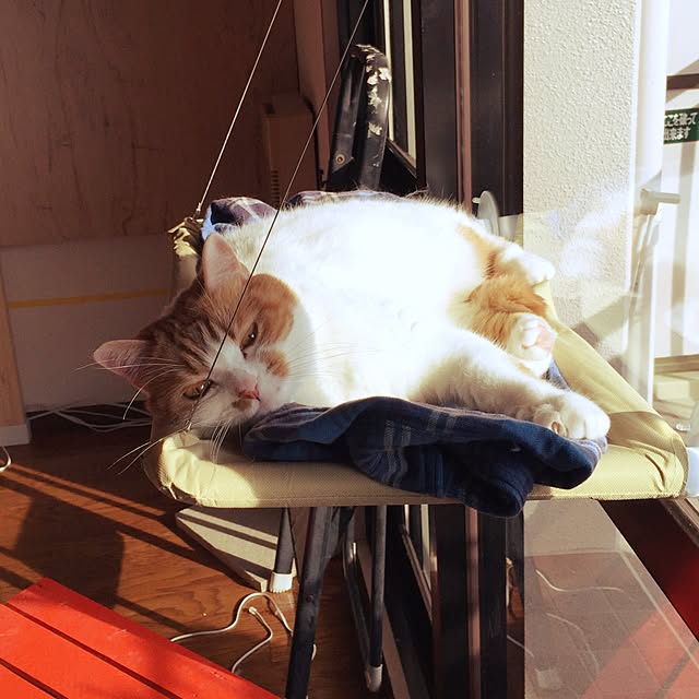 chi_kaさんの実例写真