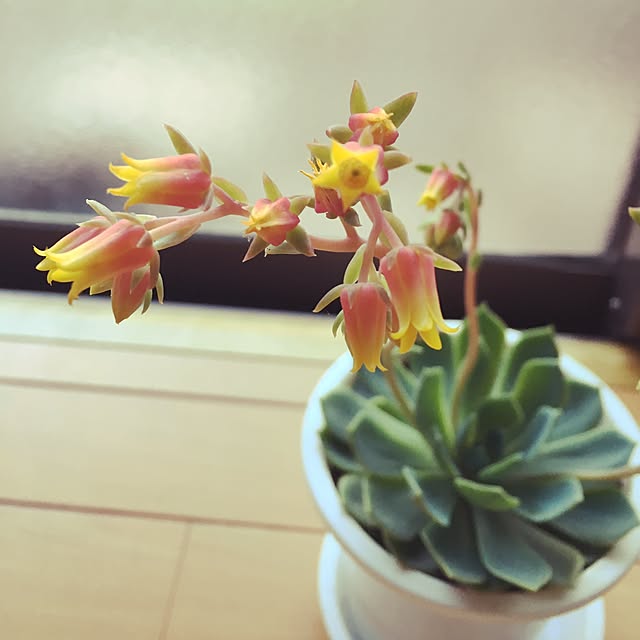 ayasizさんの実例写真