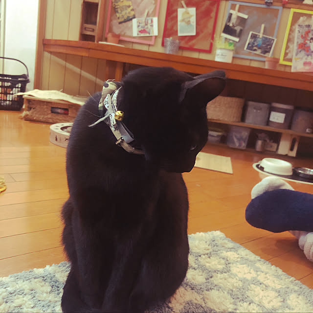 jijiさんの実例写真