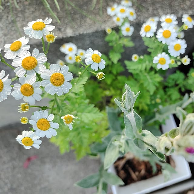 kiraさんの部屋