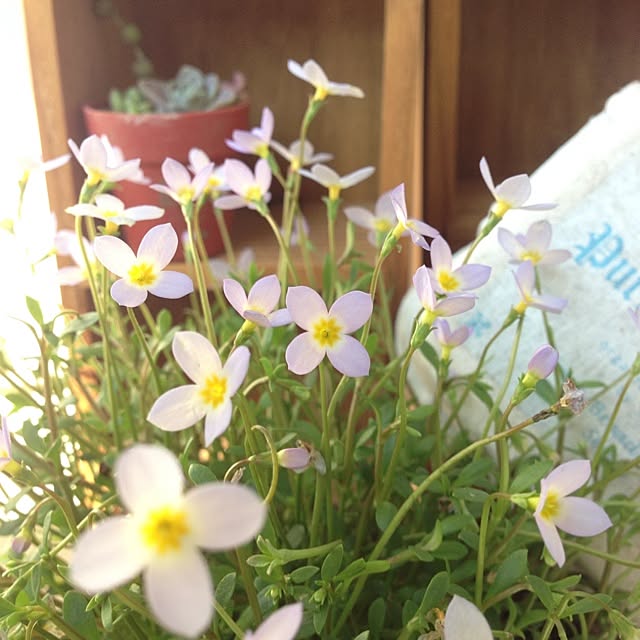 Nanaさんの実例写真