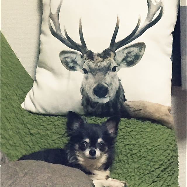 lovekuma_emilyさんの実例写真