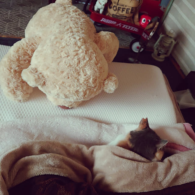 fukuさんの実例写真