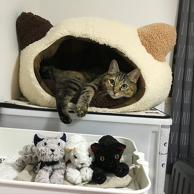 syutanさんの実例写真