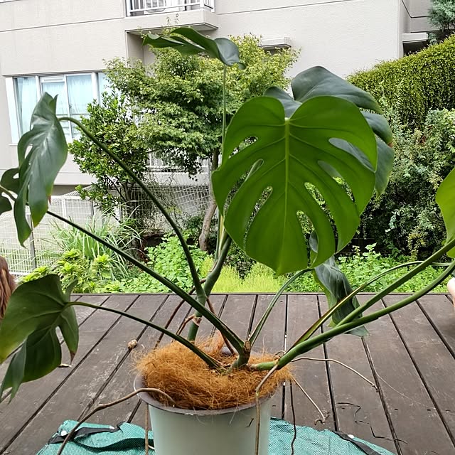 mapleさんの実例写真