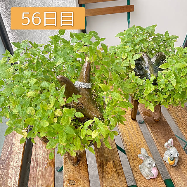 aureaさんの実例写真