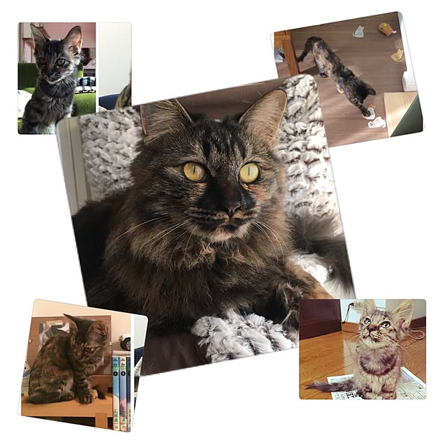 mikomaruさんの実例写真