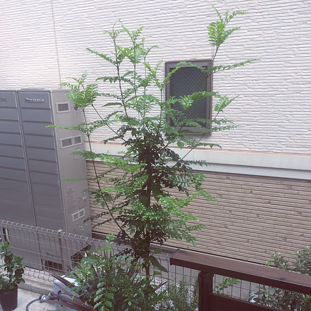 Kanaさんの実例写真