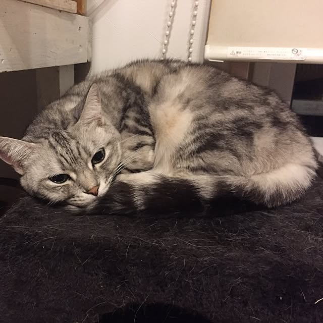 LEMONさんの実例写真