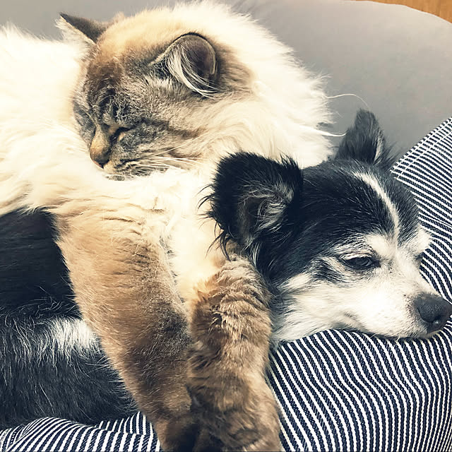 tommyさんの実例写真