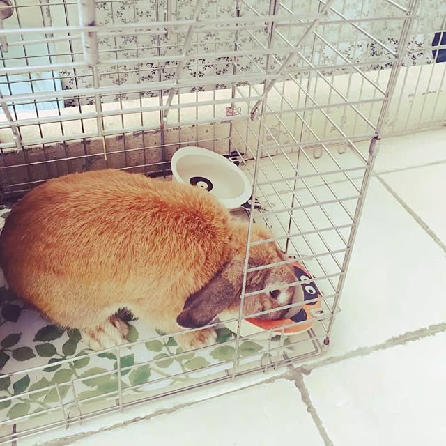 MARIさんの実例写真