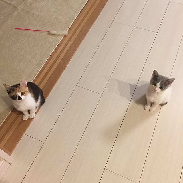 sayaka.さんの実例写真