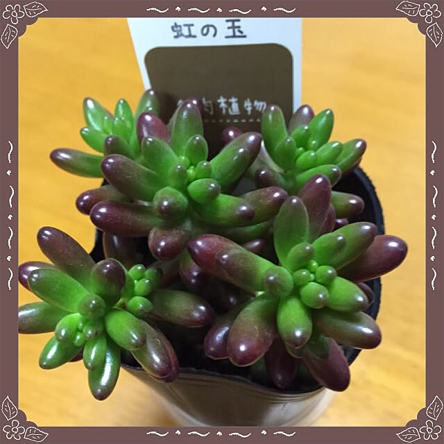Mizuhoさんの実例写真