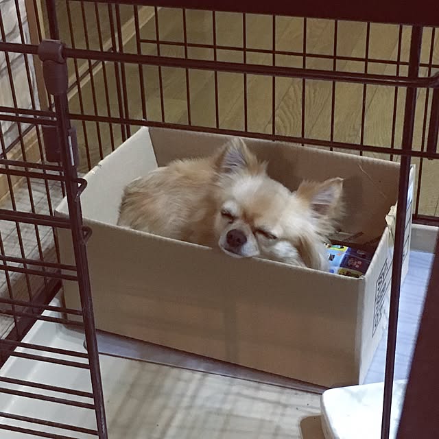 chi-koさんの実例写真