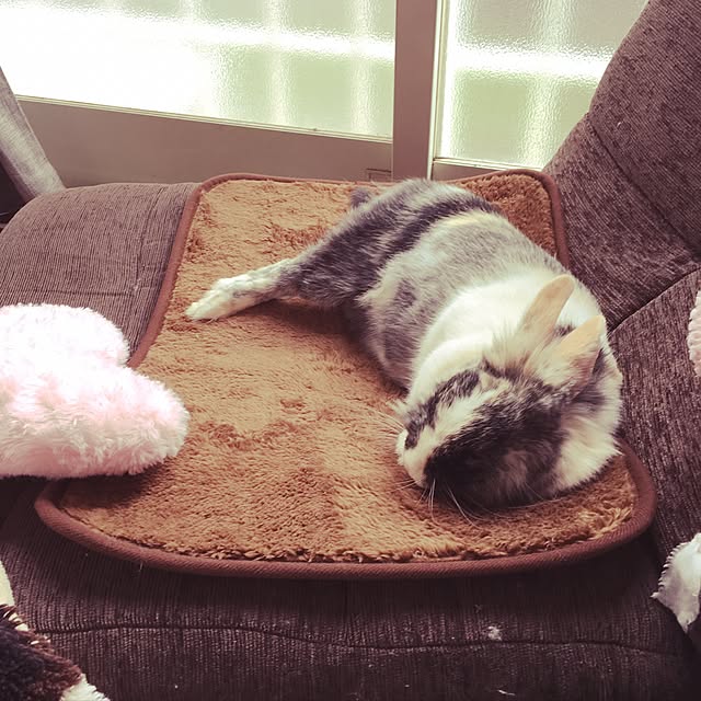 komugiさんの実例写真
