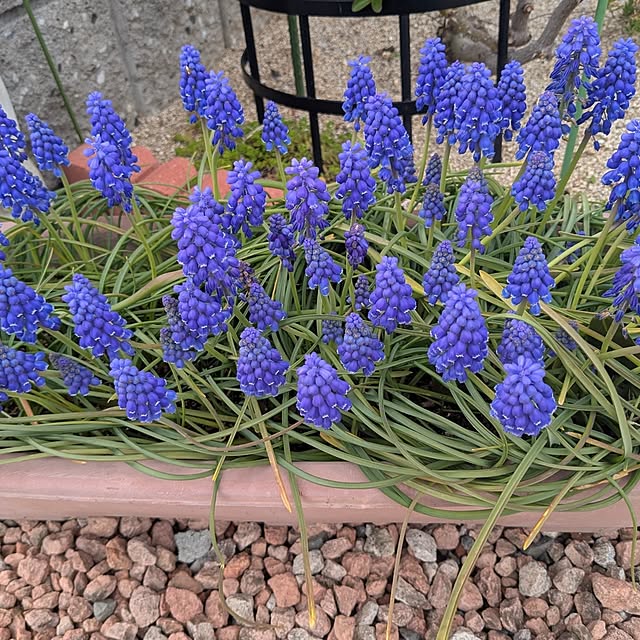 machikomamaさんの部屋