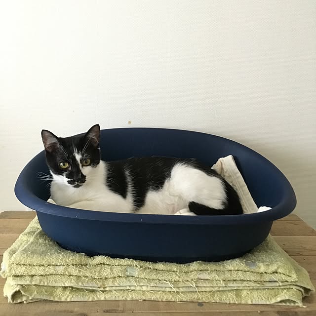 mikomaruさんの実例写真