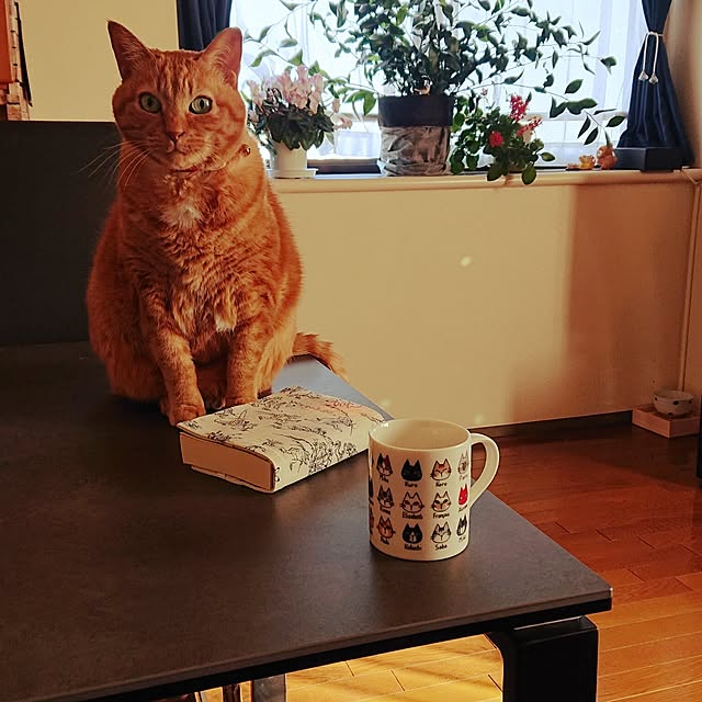 NOAHさんの部屋