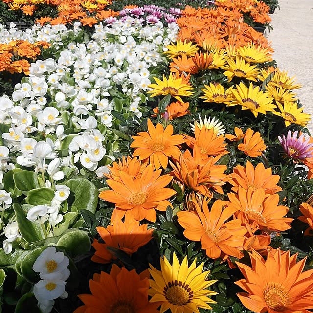 玄関/入り口/観葉植物のインテリア実例 - 2015-02-26 12:51:07