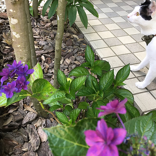 nobikoさんの実例写真
