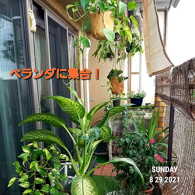 takoさんの実例写真