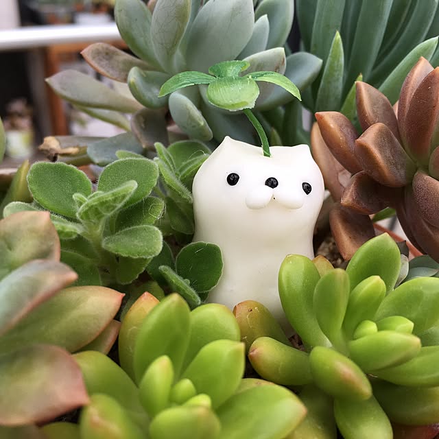 実例写真