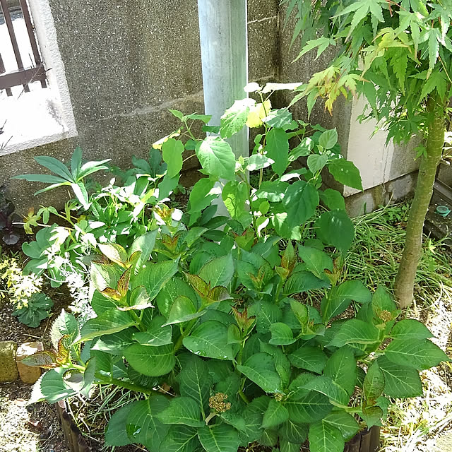 Renさんの実例写真
