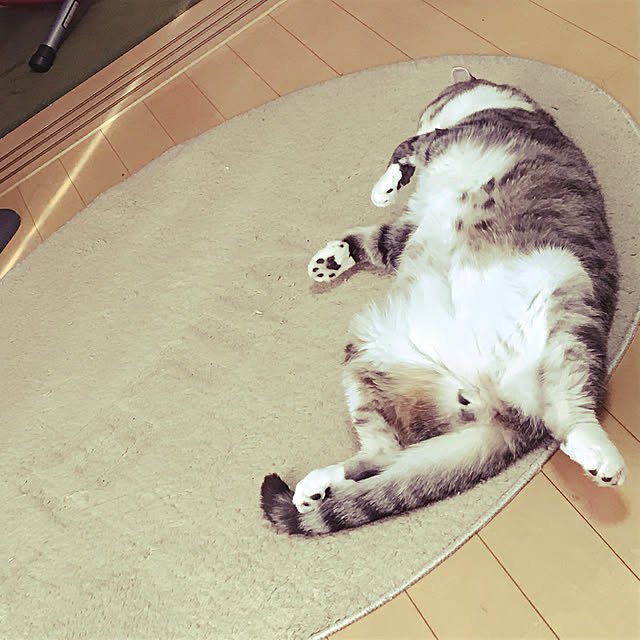 acoさんの実例写真