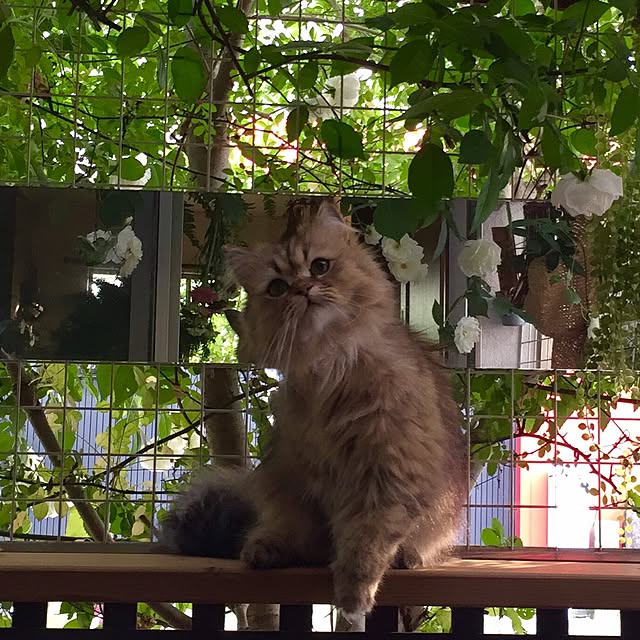butachanさんの実例写真