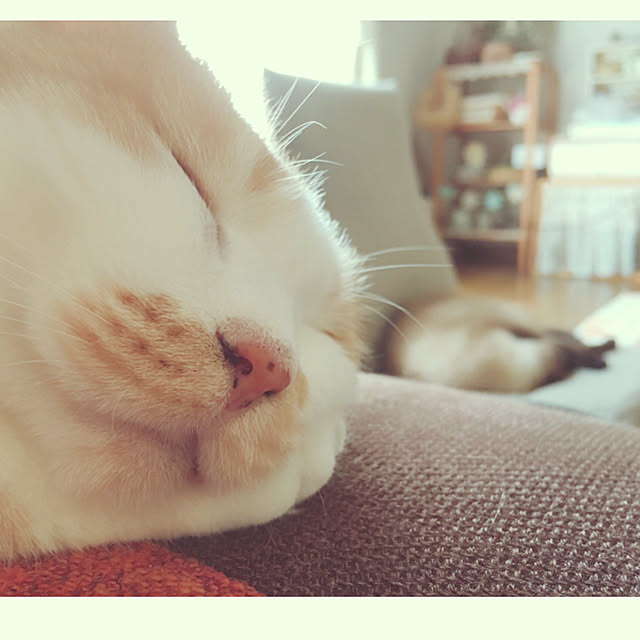 mintcatさんの実例写真